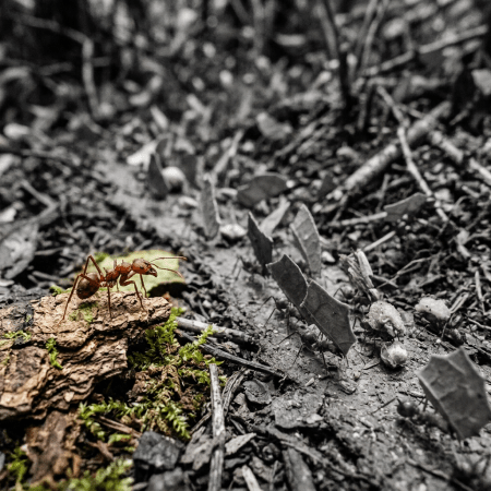 Leafcutter ants carrying green leaves and food across a forest floor